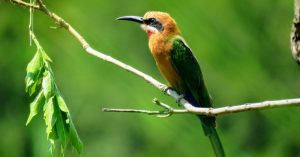 Birding
