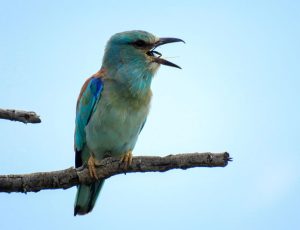 Birding