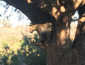 Leopards