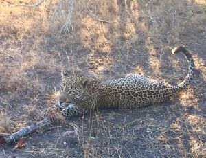 Leopards