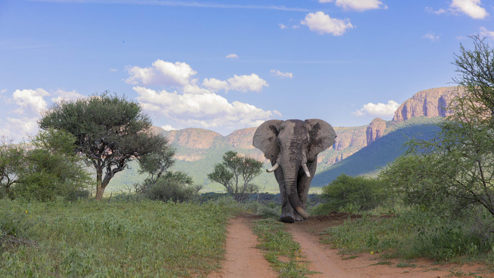 Marataba Elephant_preview