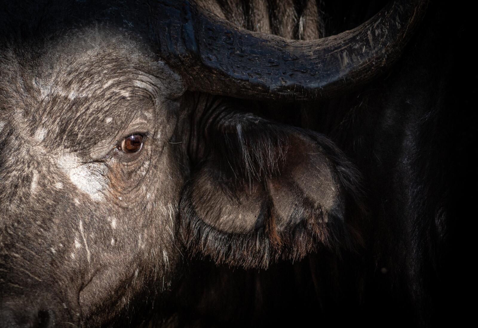 Marataba Wildlife - Mitchel Bloem_preview