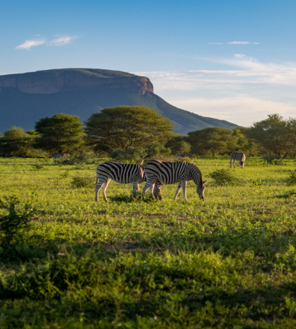 Zebra on the plain