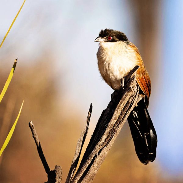 Burchelles-Coucal_sq